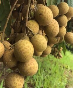 Nhãn xuồng vàng Vũng tàu