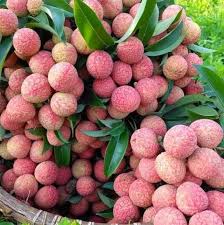 Vải Thiều hàng máy bay