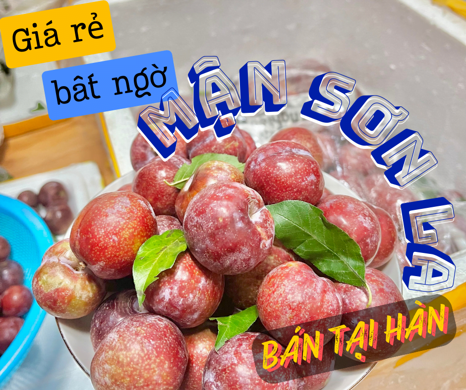 mận sơn la bán tại hàn